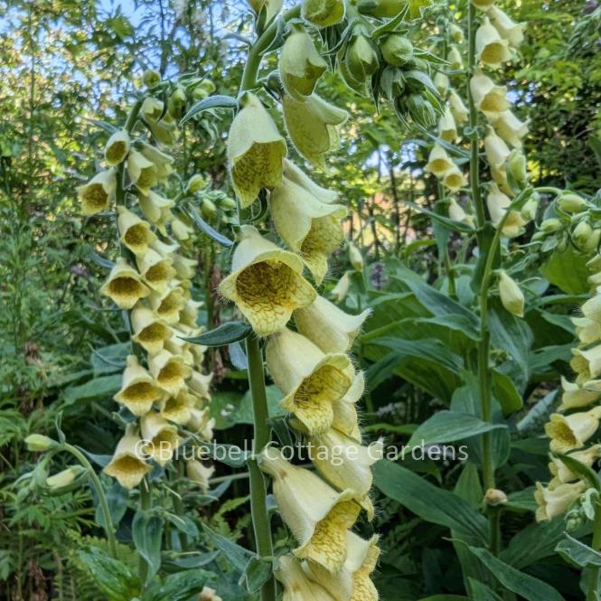 DIG300 - Digitalis grandiflora