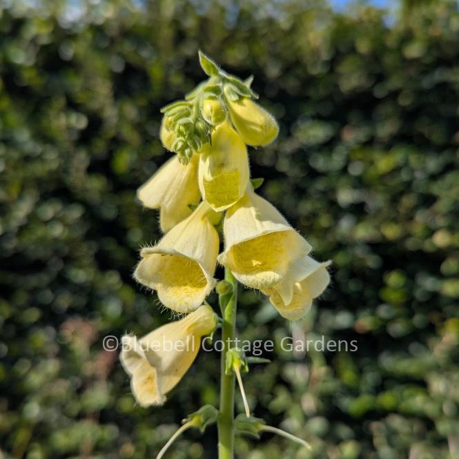 DIG300 - Digitalis grandiflora