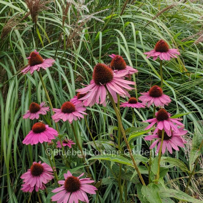 ECH261 - Echinacea purpurea 'Rubinstern'