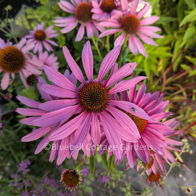 ECH261 - Echinacea purpurea 'Rubinstern'