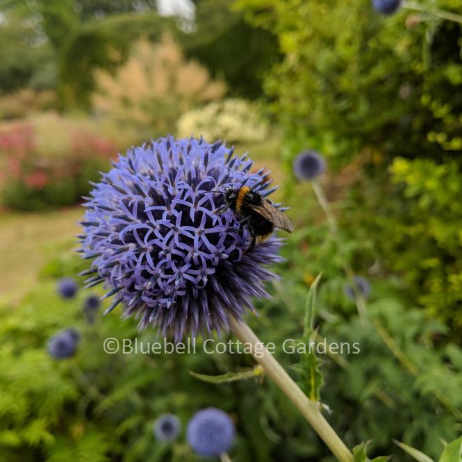 ECH401 - Echinops ritro 'Veitch's Blue'