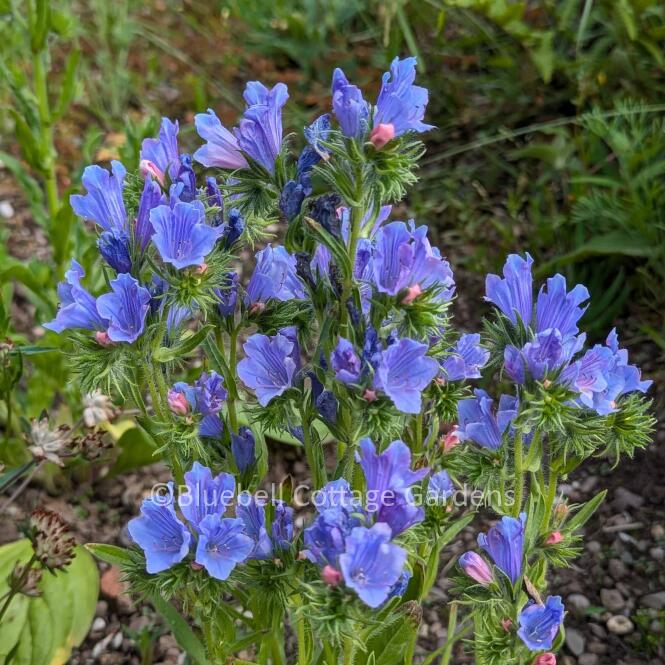 ECH701 - Echium vulgare 'Blue Bedder'