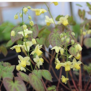 EPI120 - Epimedium perralderianum
