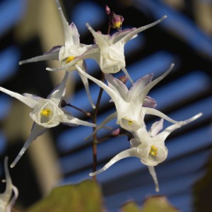 EPI125 - Epimedium grandiflorum 'White Queen'