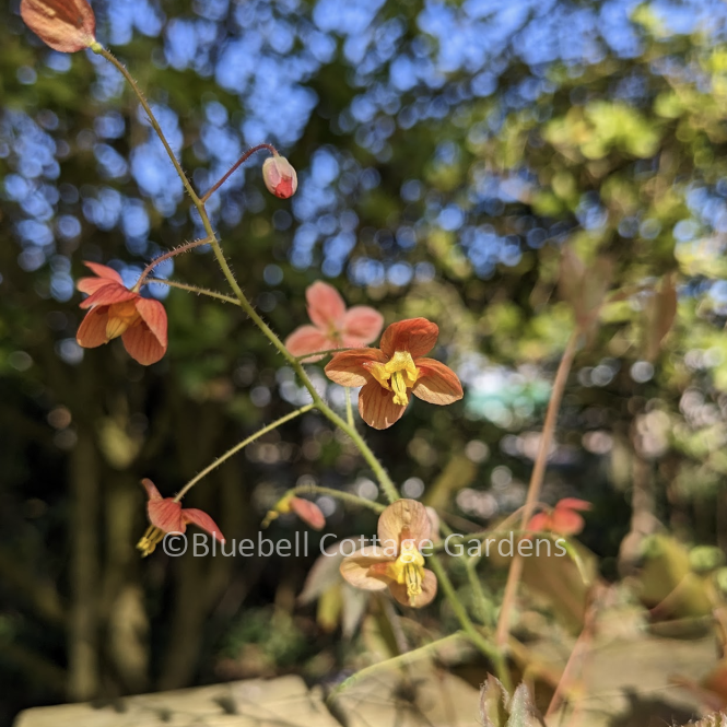 EPI135 - Epimedium x warleyense
