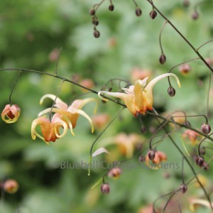 EPI221 - Epimedium 'Amber Queen' (PBR)