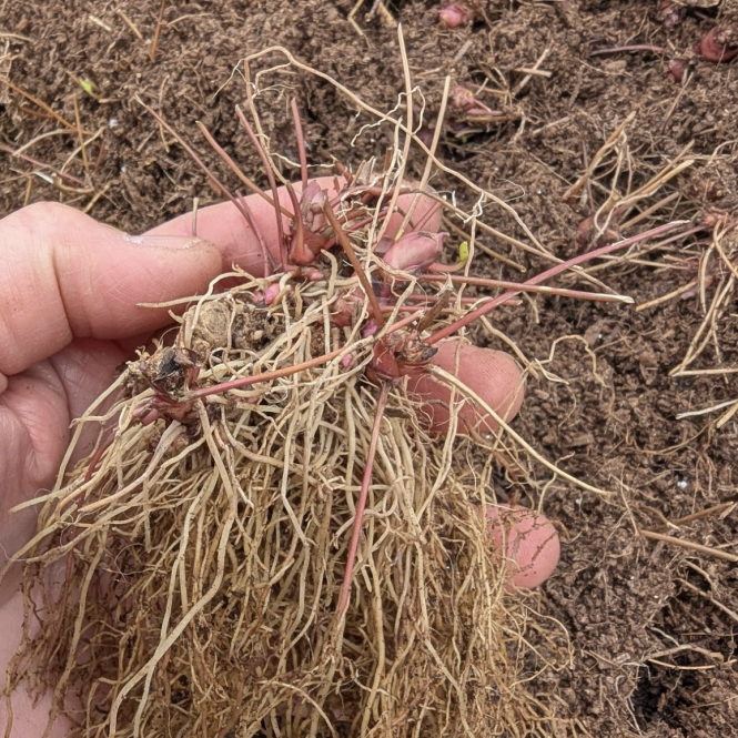 EPI221 - Epimedium 'Amber Queen' (PBR)