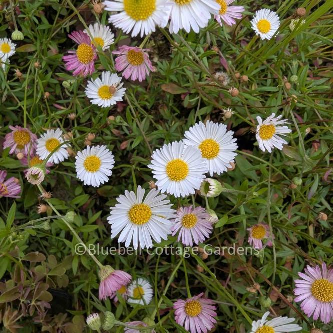 ERI100 - Erigeron karvinskianus