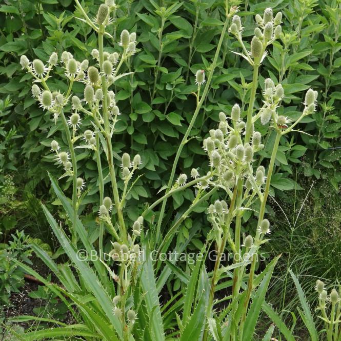 ERY113 - Eryngium agavifolium