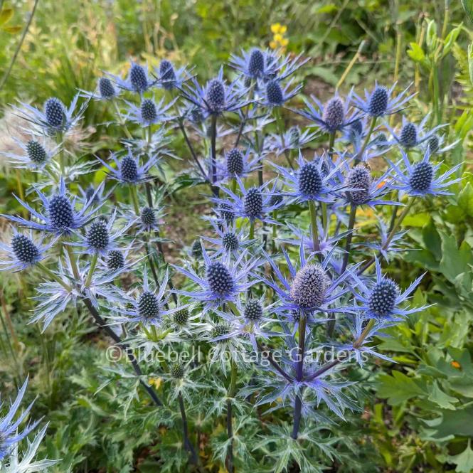 ERY200 - Eryngium x zabelii 'Big Blue