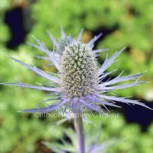 ERY260 - Eryngium x zabelii 'Jos Eijking'