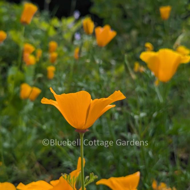 ESC100 - Eschscholzia californica