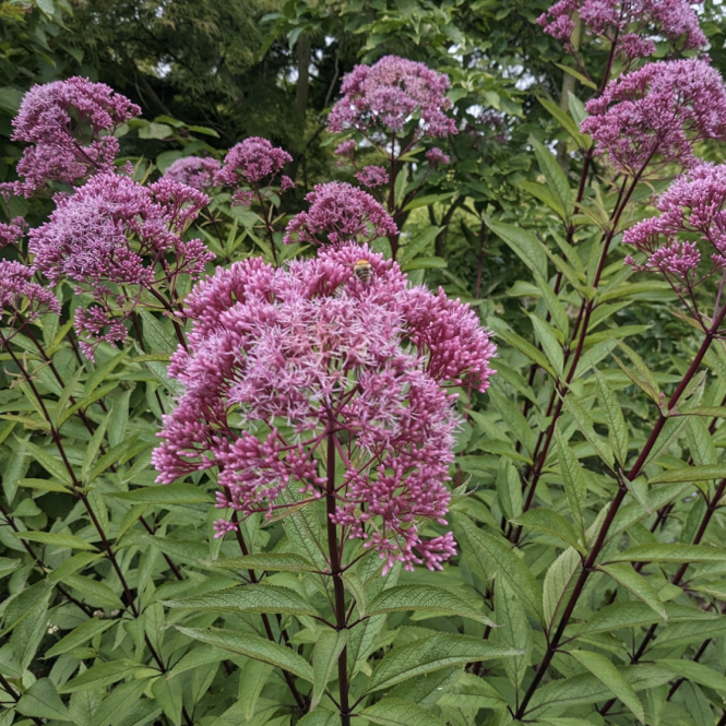 EUP107 - Eupatorium maculatum 'Riesenschirm'