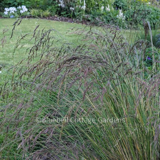 FES102 - Festuca amethystina