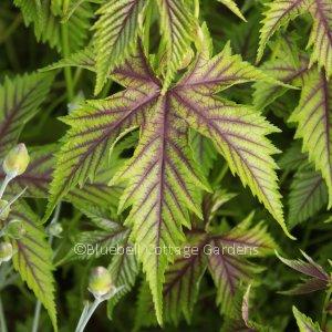 FIL115 - Filipendula 'Red Umbrellas'