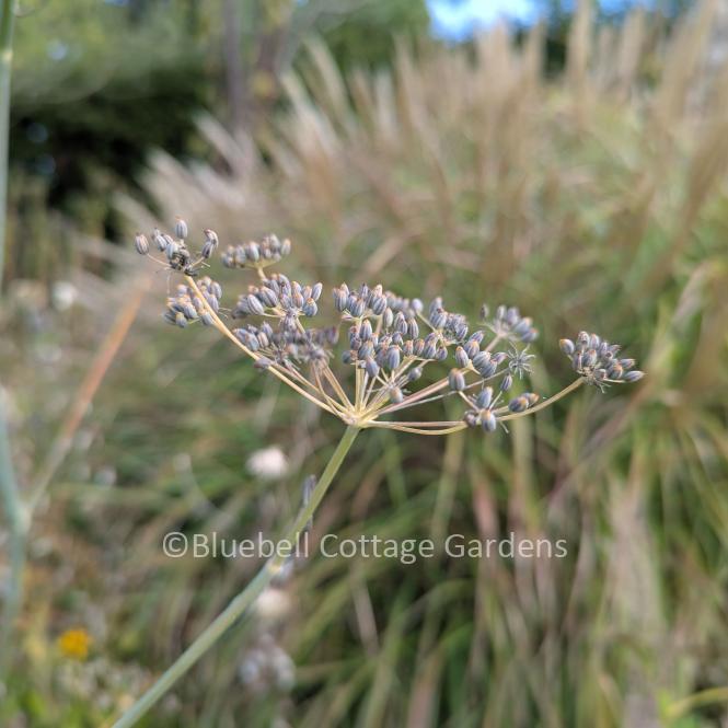 FOE140 - Foeniculum vulgare 'Purpureum'