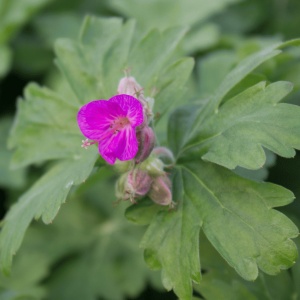 GER173 - Geranium macrorrhizum 'Bevan's Variety'