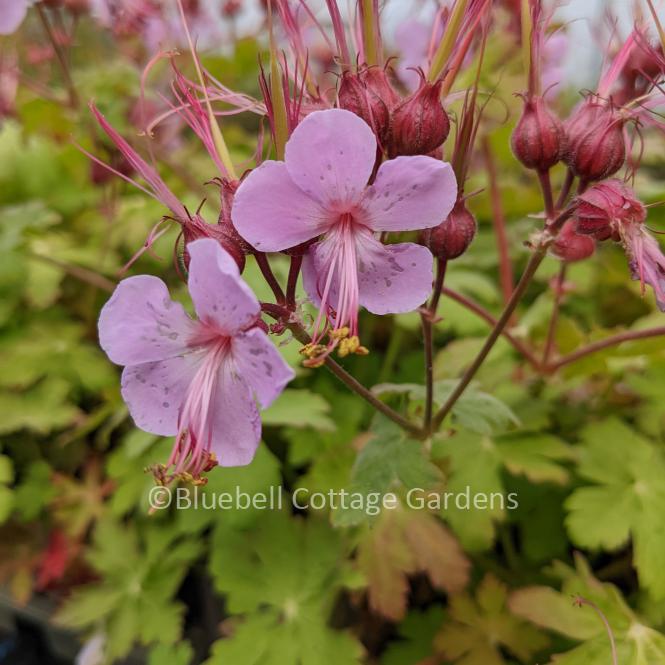 GER174 - Geranium macrorrhizum 'Ingwersen's Variety'