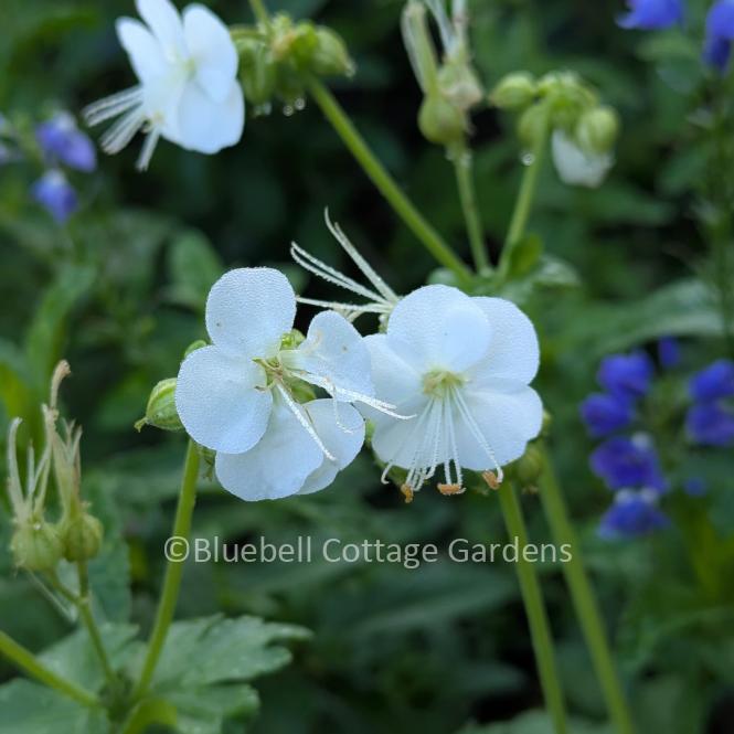 GER175 - Geranium macrorrhizum 'White Ness'