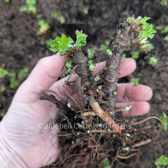 GER175 - Geranium macrorrhizum 'White Ness'
