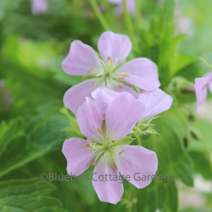 GER184 - Geranium maculatum 'Beth Chatto'
