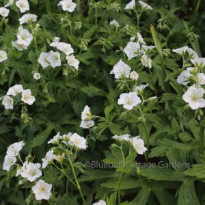 GER185 - Geranium maculatum 'Album'