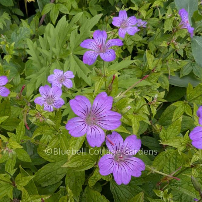 GER190 - Geranium nodosum