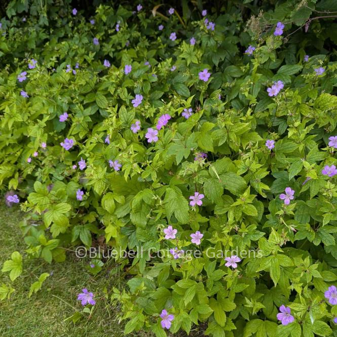 GER190 - Geranium nodosum
