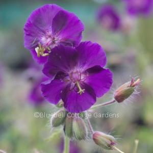 GER203 - Geranium phaeum 'Raven'