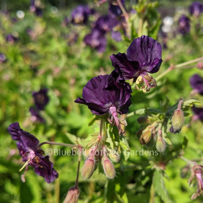 GER203 - Geranium phaeum 'Raven'