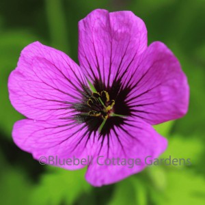 GER240 - Geranium psilostemon