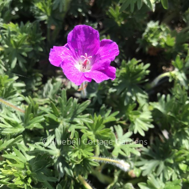 GER255 - Geranium sanguineum 'Max Frei'