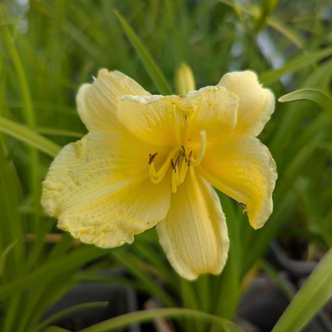 HEM241 - Hemerocallis 'Happy Returns'