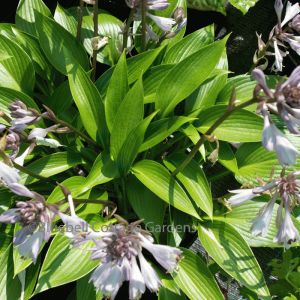 HOS216 - Hosta 'Devon Green'