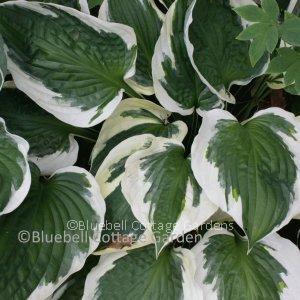 HOS246 - Hosta 'Patriot'