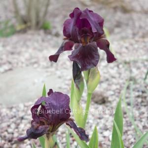 IRI157 - Iris 'Langport Wren'