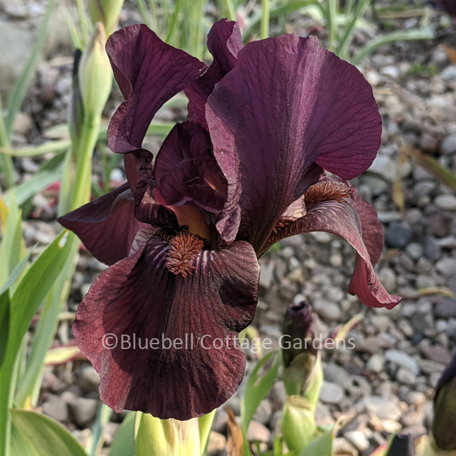 IRI157 - Iris 'Langport Wren'