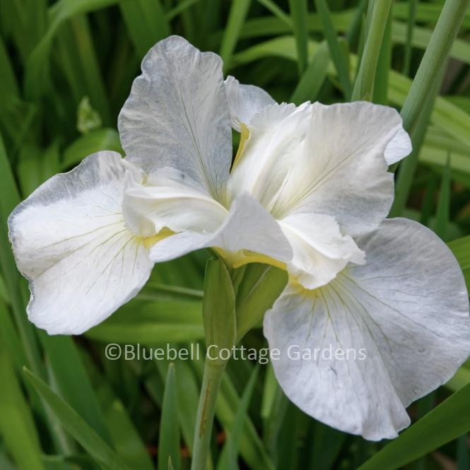 IRI335 - Iris siberica 'White Swirl' 
