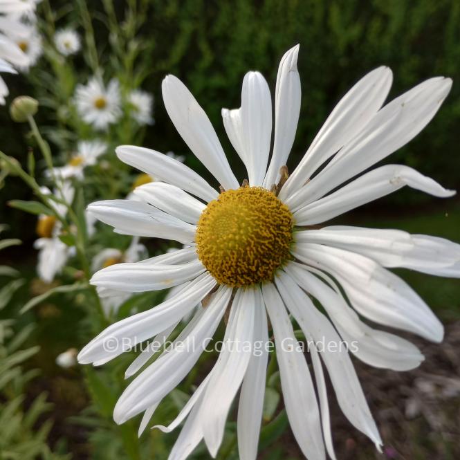 LEU100 - Leucanthemella serotina