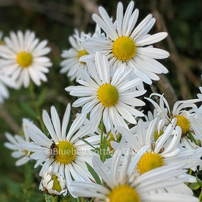 LEU100 - Leucanthemella serotina