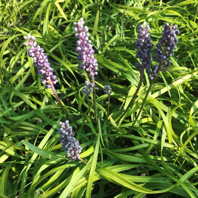 LIR155 - Liriope 'Big Blue'