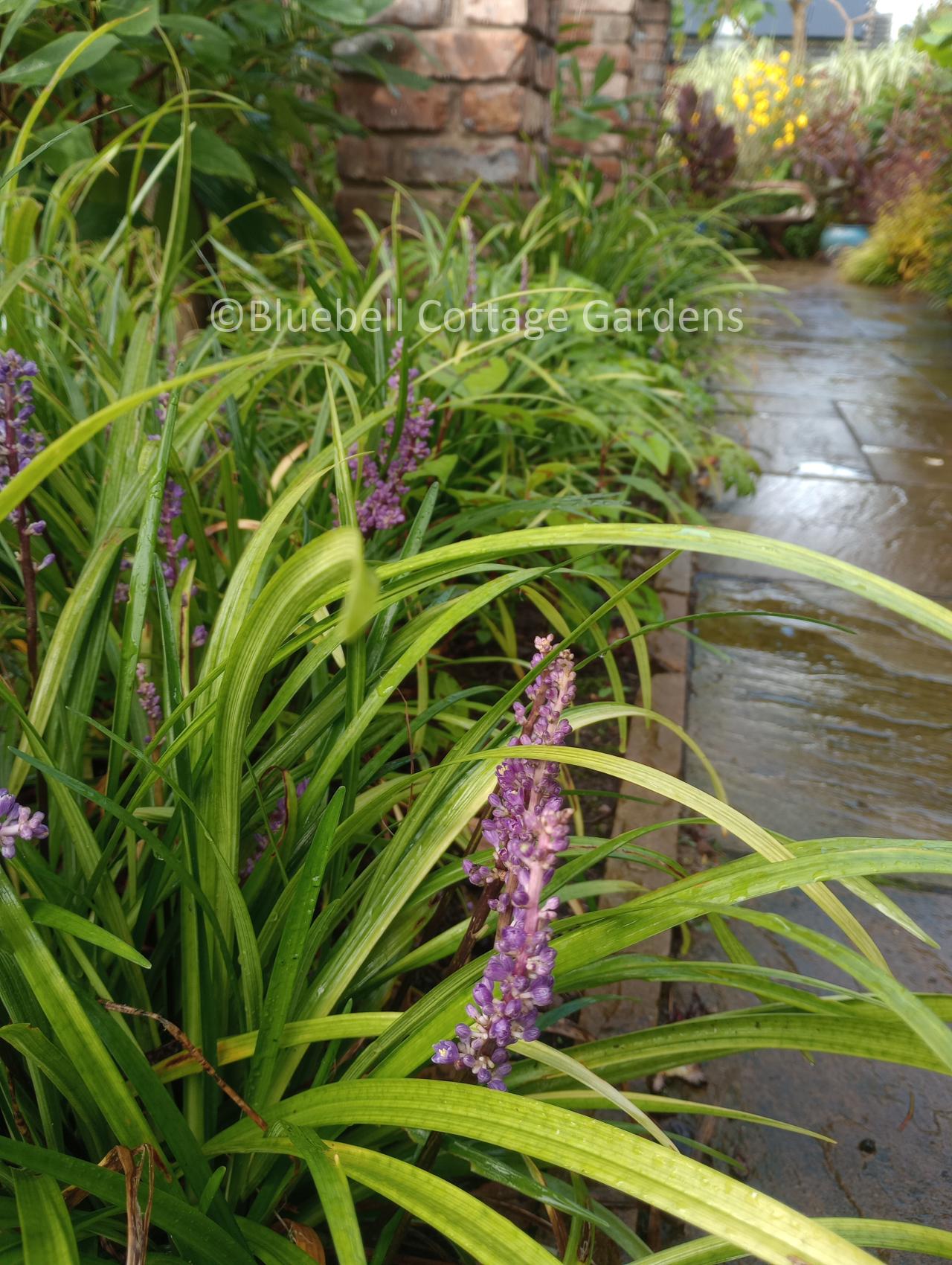 LIR158 - Liriope muscari 'Royal Purple'
