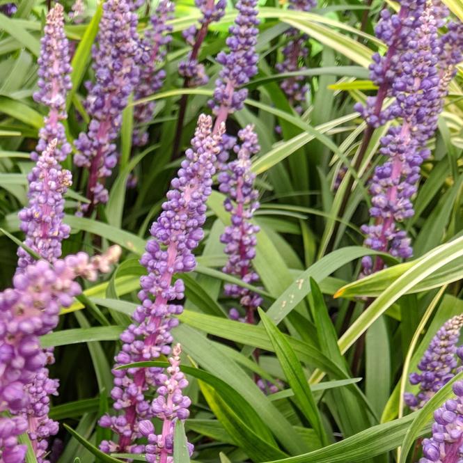 LIR158 - Liriope muscari 'Royal Purple'