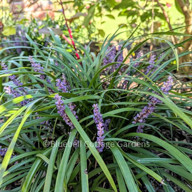 LIR158 - Liriope muscari 'Royal Purple'