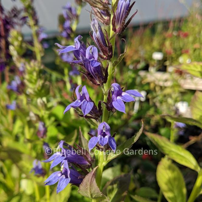 LOB120 - Lobelia siphilitica