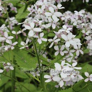 LUN120 - Lunaria rediviva