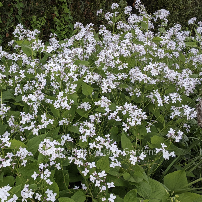 LUN120 - Lunaria rediviva