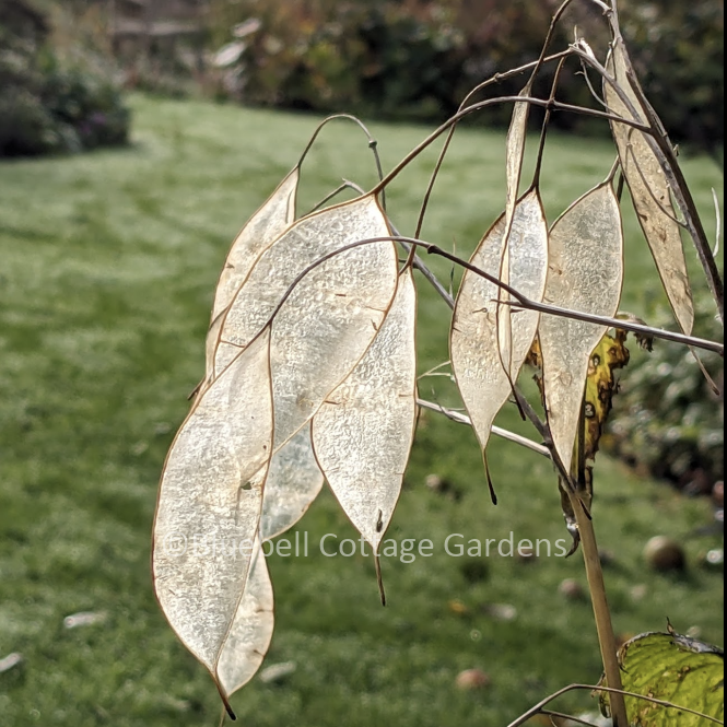 LUN120 - Lunaria rediviva