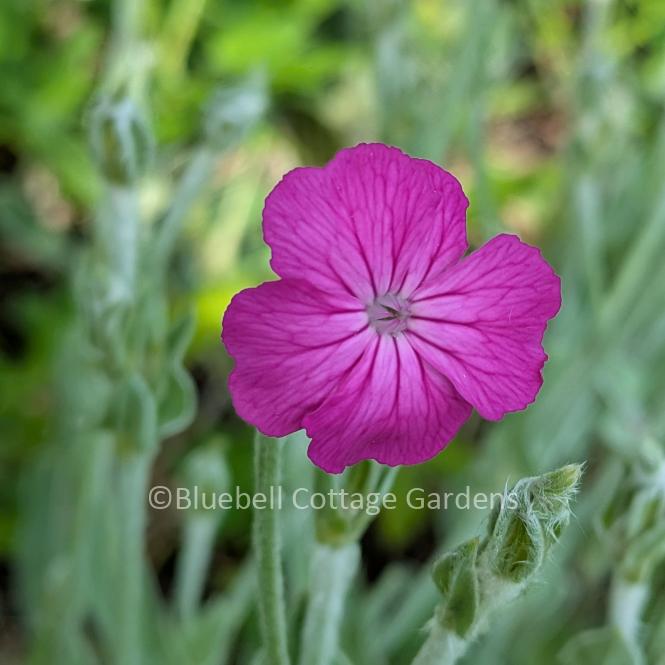 LYC150 - Lychnis coronaria Atrosanguinea Group