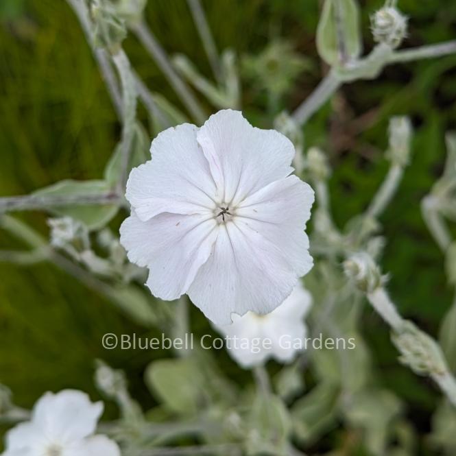 LYC151 - Lychnis coronaria 'Alba'